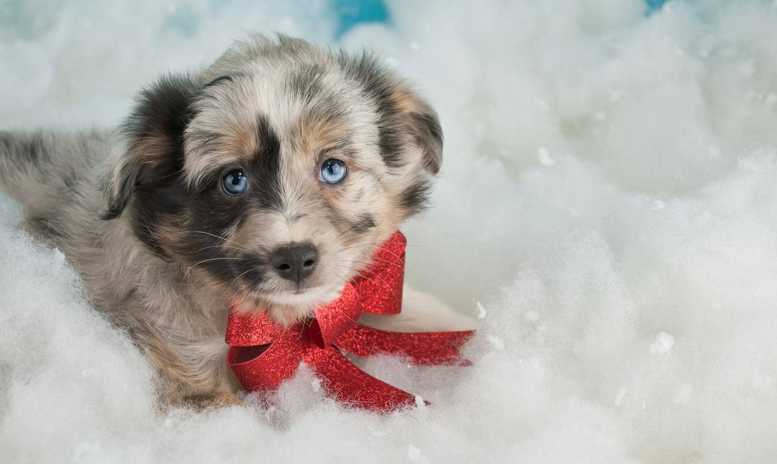 australian-shepherd-with-bow-round-neck-SW Sweet little Australian Shepherd puppy laying in the snow wearing a red Christmas bow.