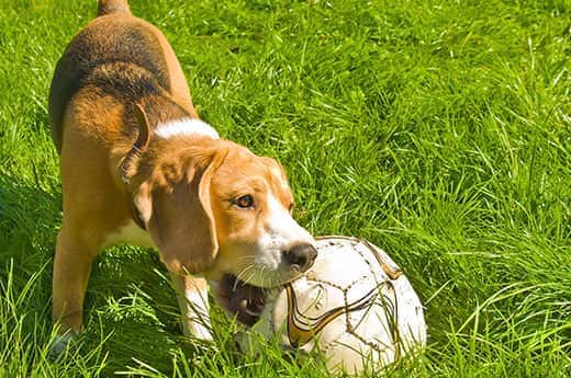 Beagle chewing on a soccer ball in the grass.