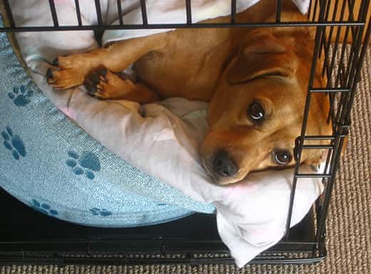 brown-puppy-in-dog-crate-lying-on-dog-bed Brown puppy lies on dog bed in dog crate.