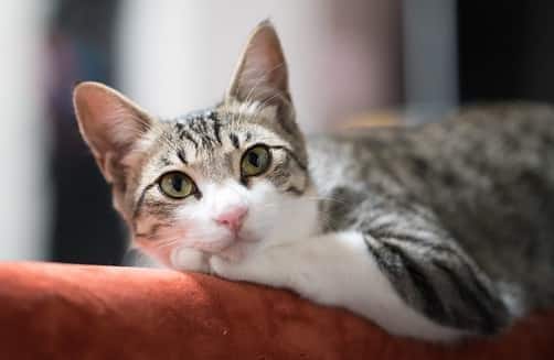 kočka-ležící-na-opěrce-pohovky-SW kočka odpočívající na opěradle pohovky