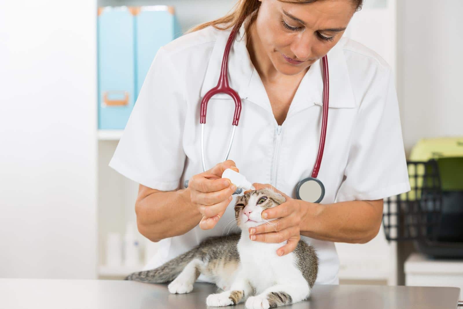 cat-receiving-eye-drops Veterinární umístění několika kapek očních kapek kočky