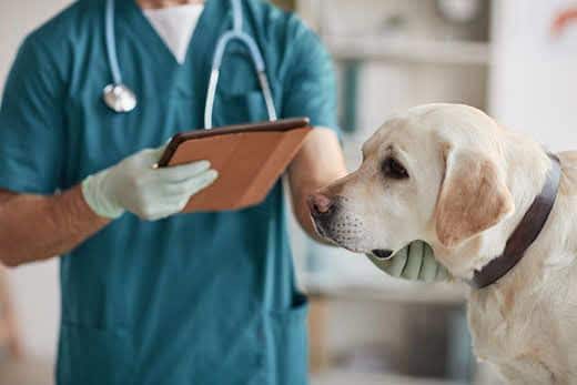 Oříznutý portrét nerozpoznatelného veterináře, který vyšetřuje žlutého labradora na veterinární klinice Oříznutý portrét nerozpoznatelného veterináře, který vyšetřuje žlutého labradora na veterinární klinice
