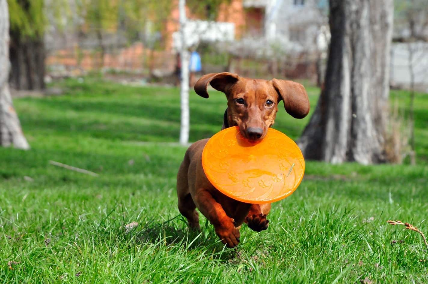 Brown dachshund with orange flying disc in mouth, running in park.