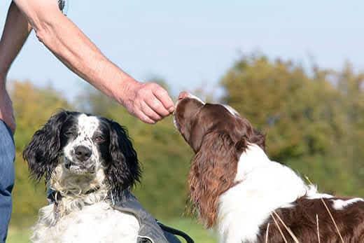 anglický-špringršpaněl-dostává-pamlsek Anglický špringršpaněl dostává venku pamlsek zatímco sedí vedle jiného španěla.