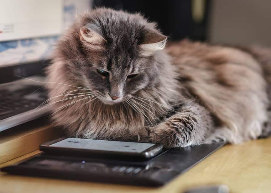 fluffy-cat-staring-at-phone-SW Zvědavá kočka s hustou srstí zkoumá mobilní telefon