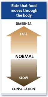 Rychlost, jakou potrava prochází tělem Rychlost, jakou potrava prochází tělem