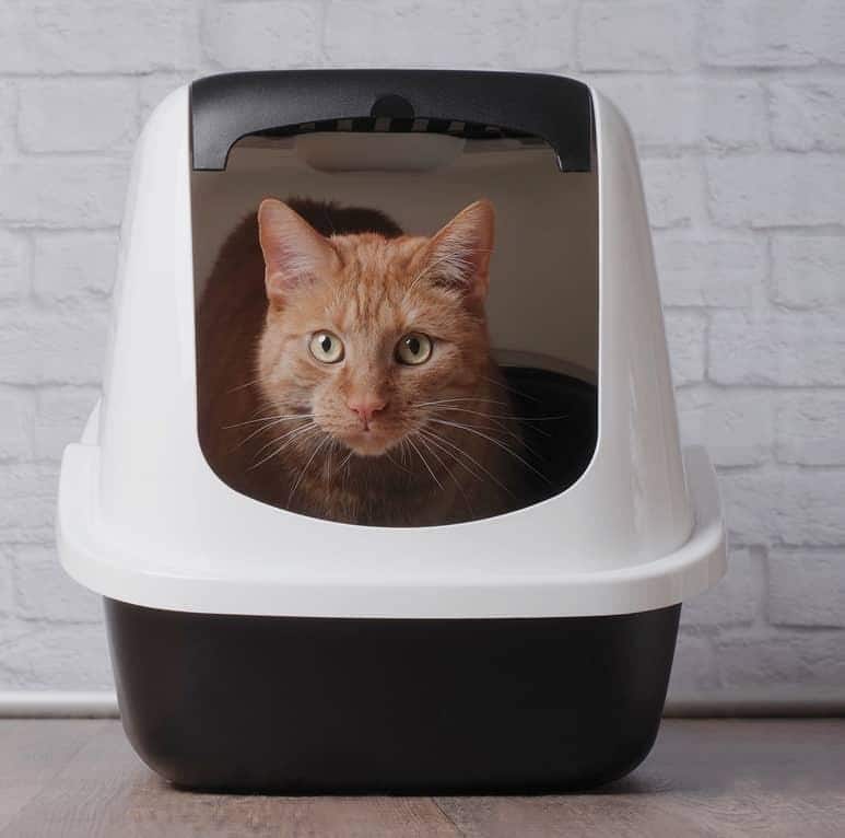 Bílá kočka s modrým obojkem zívá.