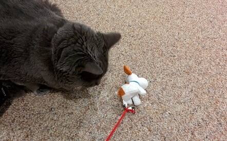 Gray cat plays with a stuffed toy attached to string.