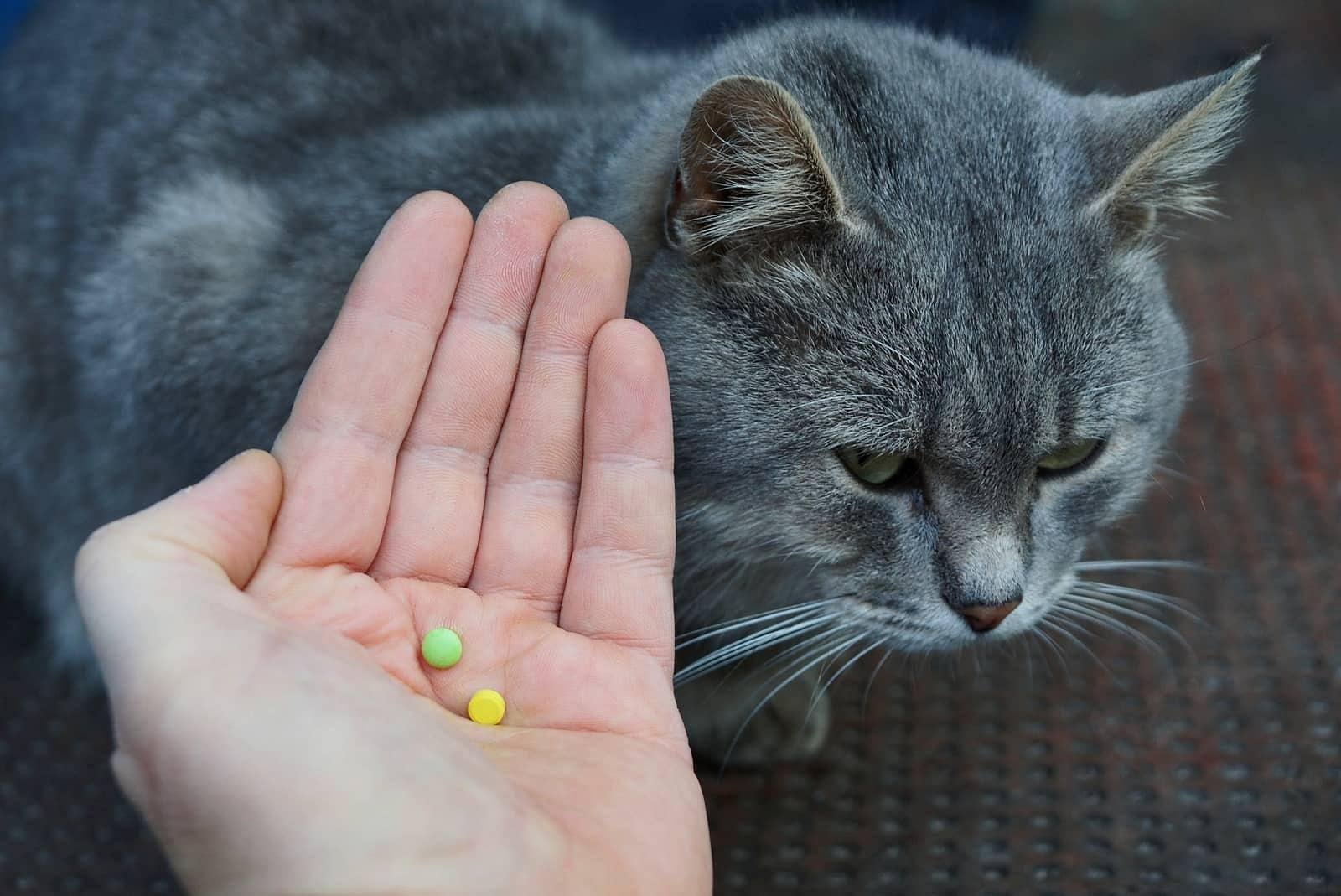 hand-holds-out-pills-for-cat-SW Ruka natahující prášky přes vrchol šedé kočky.