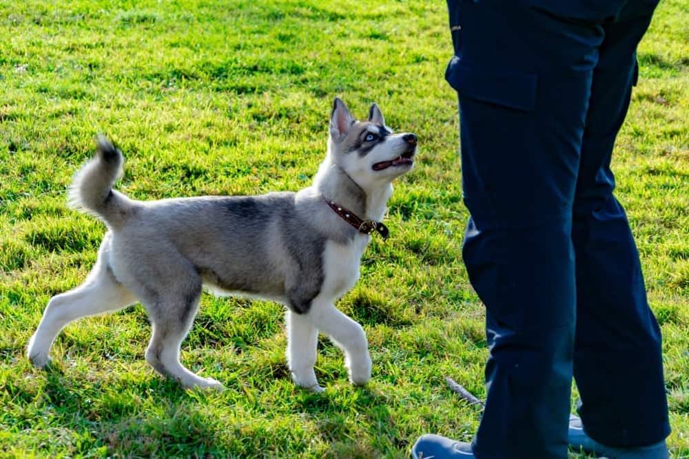 Puppy husky looks up at owner while circling in the grass.