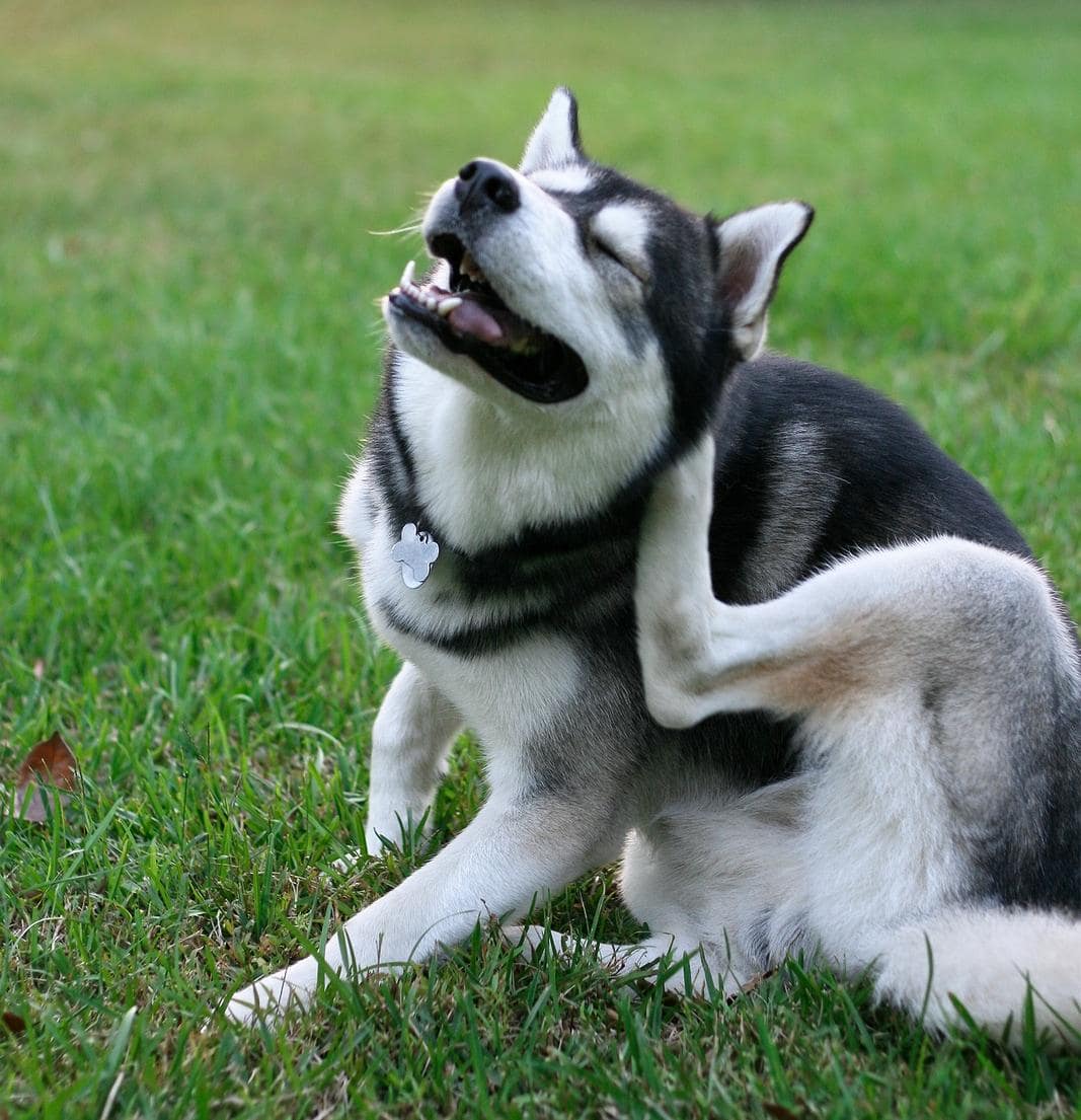 Sibiřský husky na dvoře se drbáním snaží zbavit blech