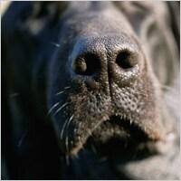 Black lab dog nose up close