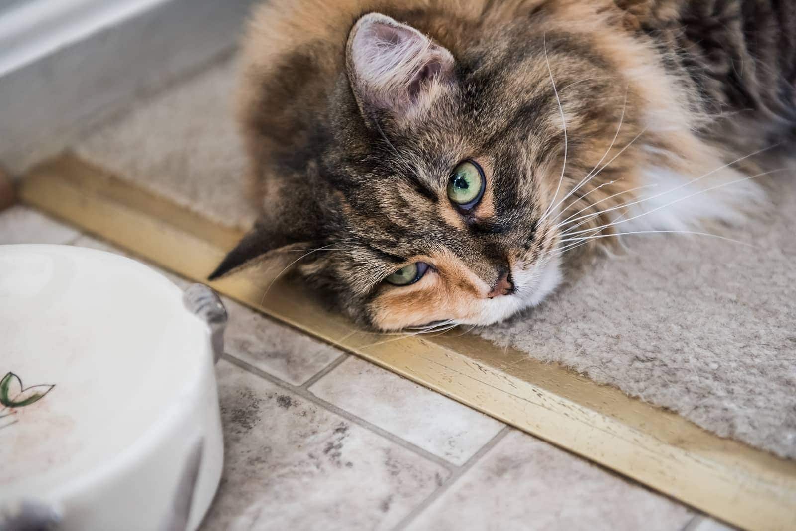 Mainská mývalí kočka ležící na podlaze vedle misky s jídlem