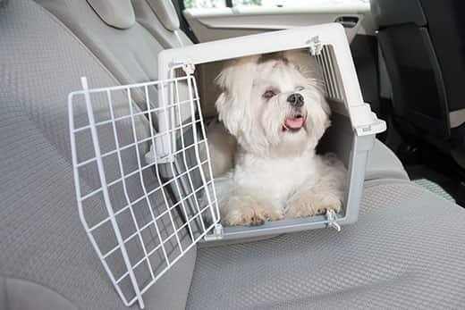 maltese-in-dog-crate-in-car Small dog maltese sitting safe in the car on the back seat in a safety crate