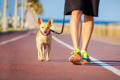 Malý hnědý pes na vodítku s červeným obojkem jde vedle muže po promenádě u oceánu.