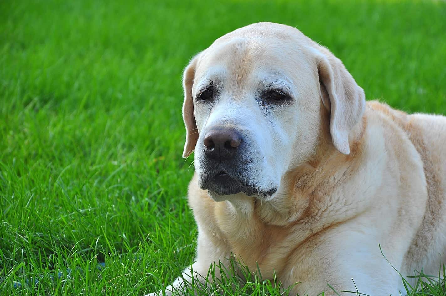 Older yellow lab lying in green grass.