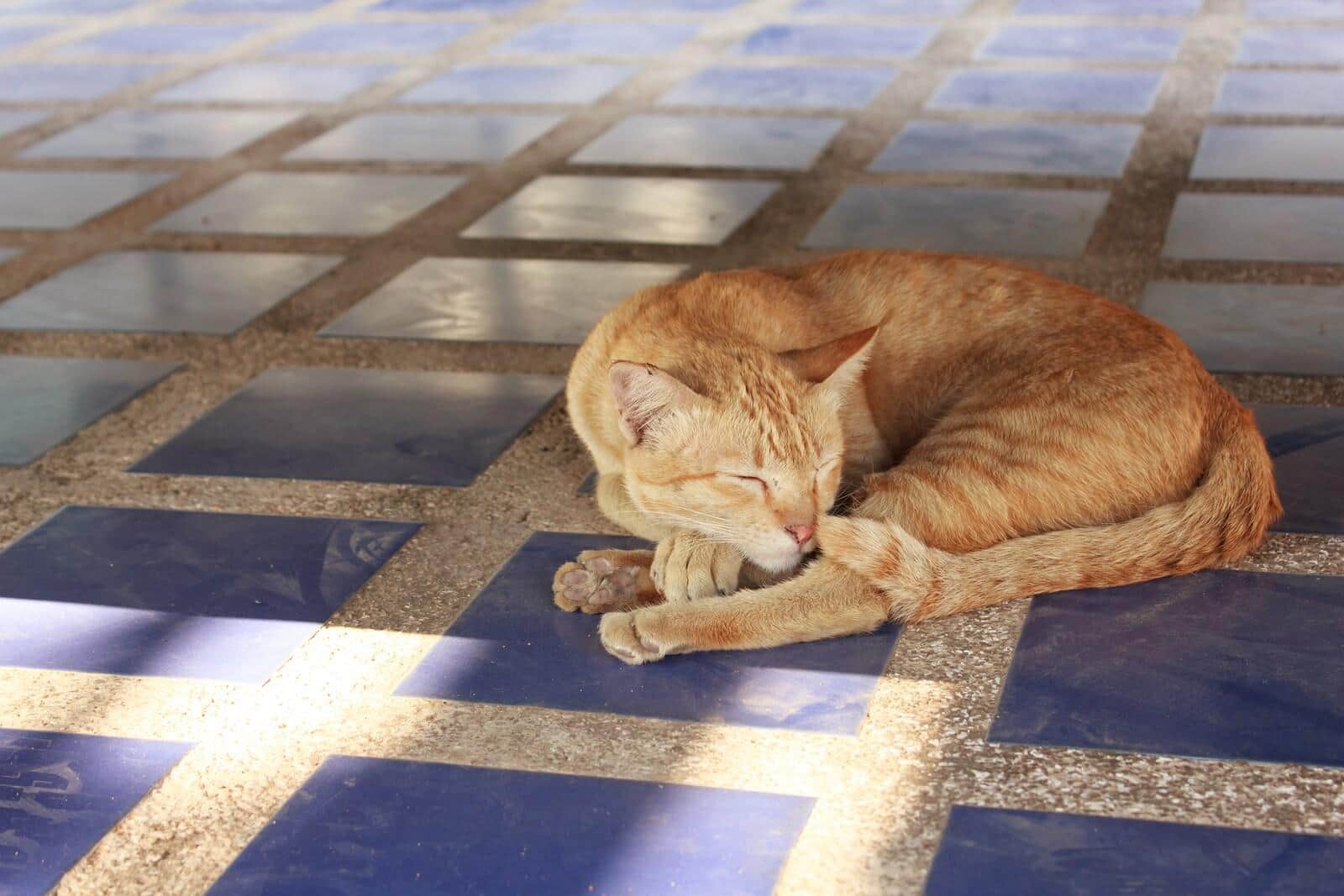 Oranžová kočka ležící na modré dlaždicové podlaze spí.