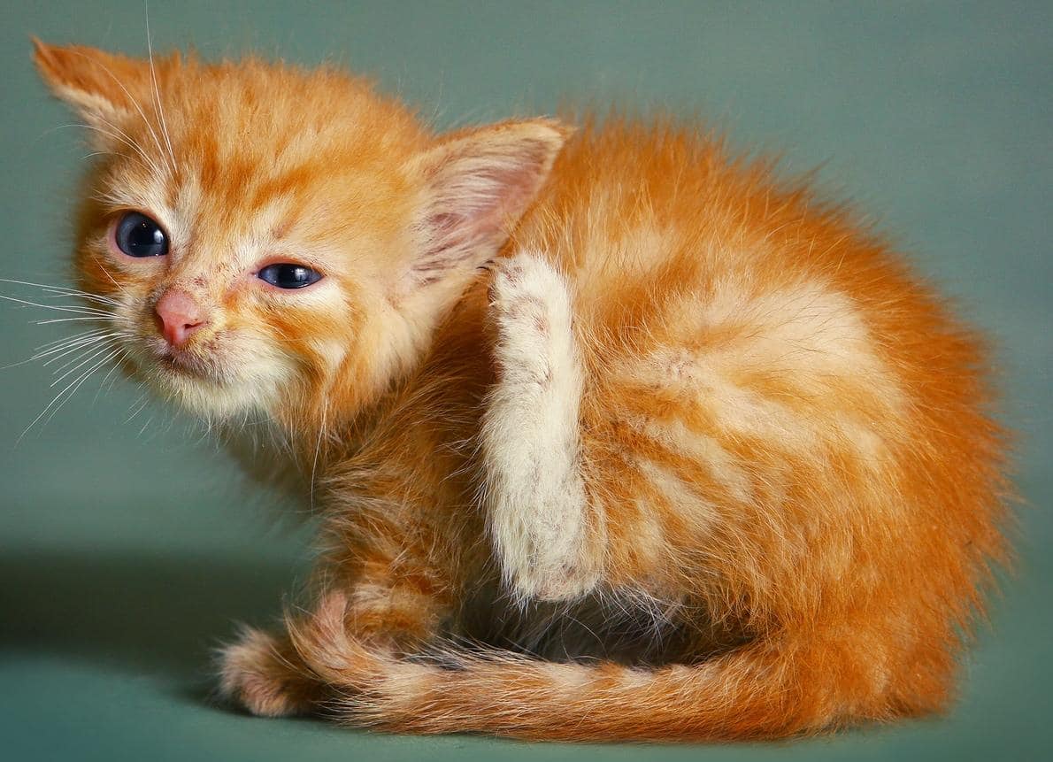 Rezaté kotě se škrábe nohou na uchu.