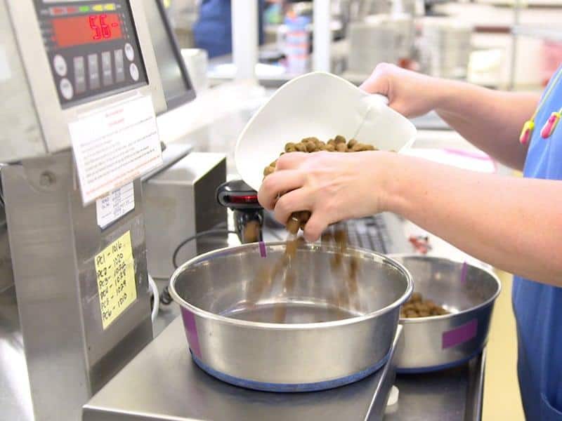 Veterinární asistent nalévá naběračkou do misky jídlo.