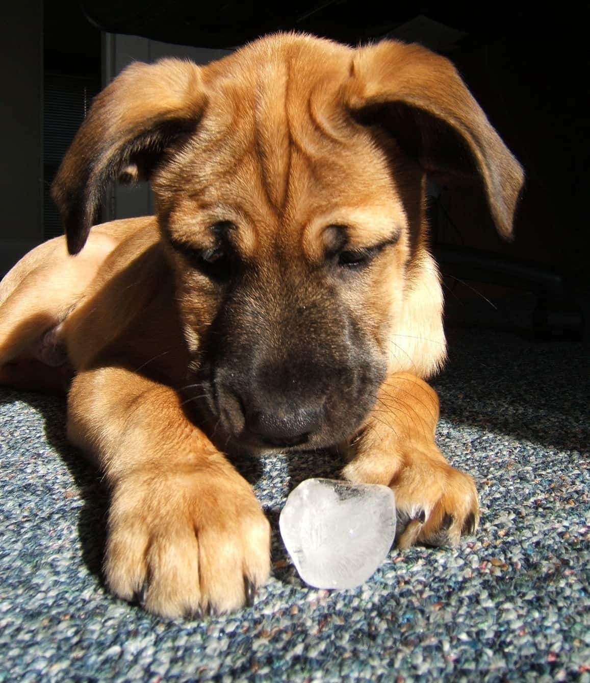 puppy-licking-ice-cube-SW Puppy playing with an ice cube