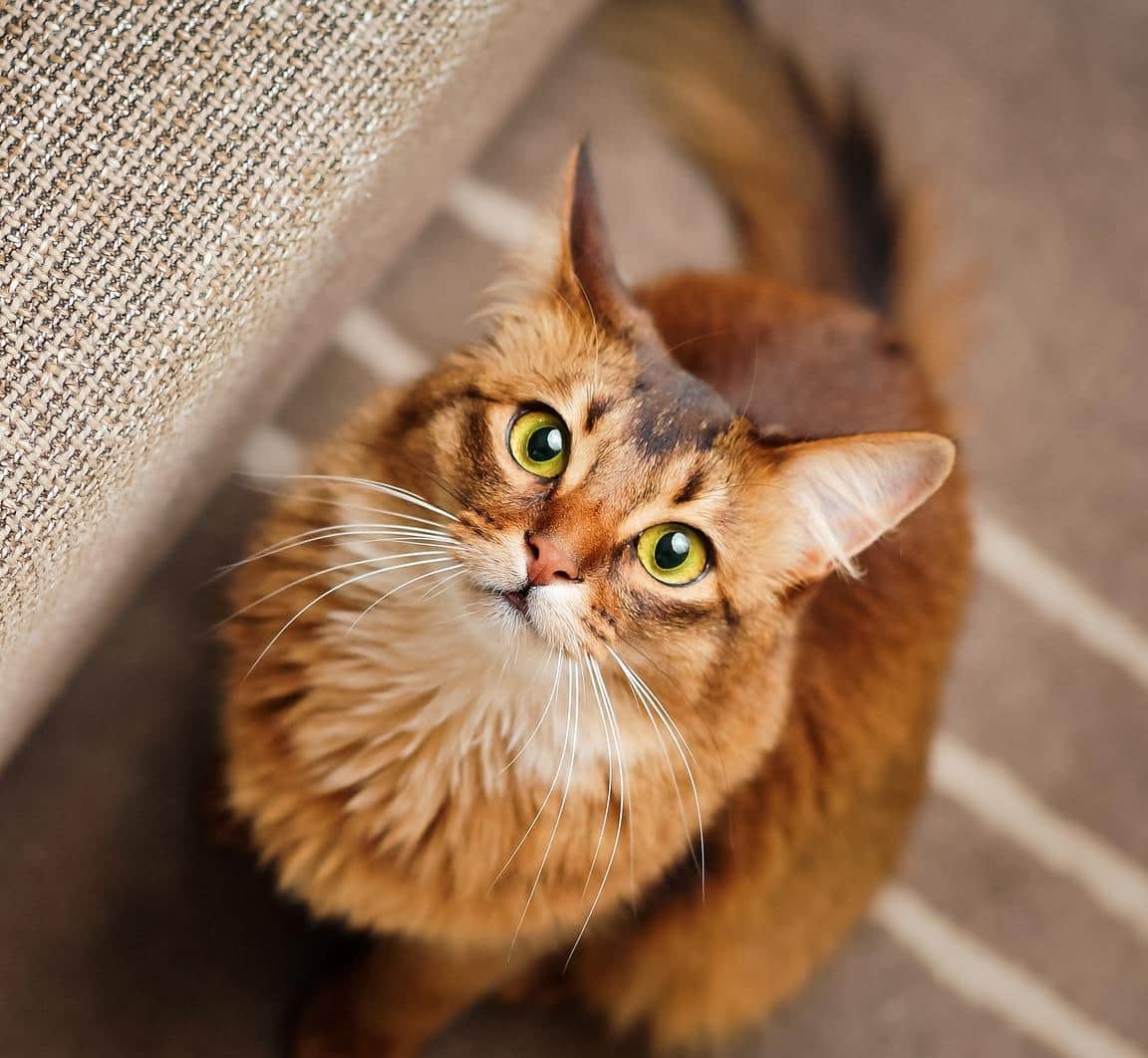 red-cat-looking-up-SW Purebred ruddy somali cat looking up staring at the camera.