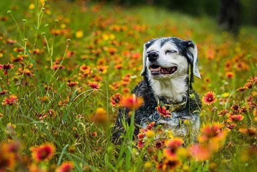 senior-dog-sitting-in-wildflowers-SW Senior dog sitting in wildflowers