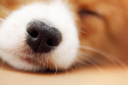 sleeping-corgi-puppy-nose-closeup Close of up the nose of a sleeping brown corgi puppy.