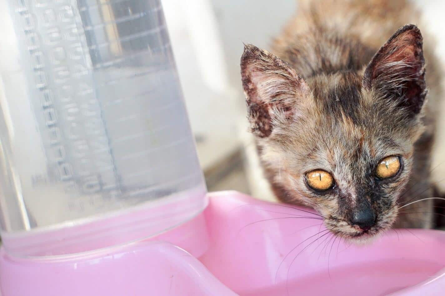 flekata-kocka-pije-z-ruzove-misky-SW Flekatá kočka pije z růžové misky na vodu