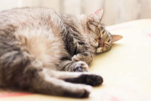 Pruhovaná šedá kočka spí.