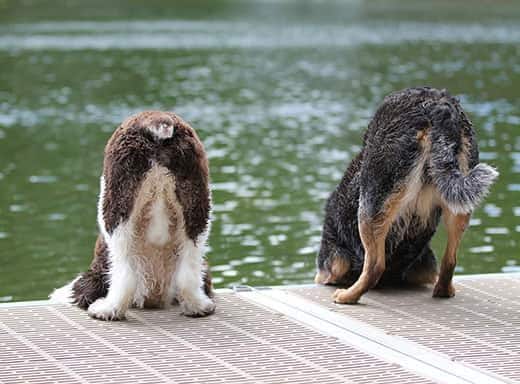 Two dogs looking down over a dock at the water