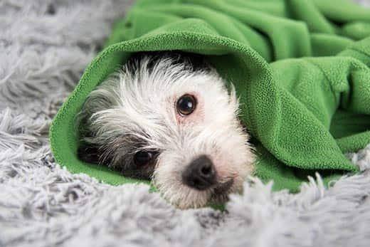 white-black-dog-wrapped-in-green-sweater-SW White and black dog lays on rug wrapped in green sweater.