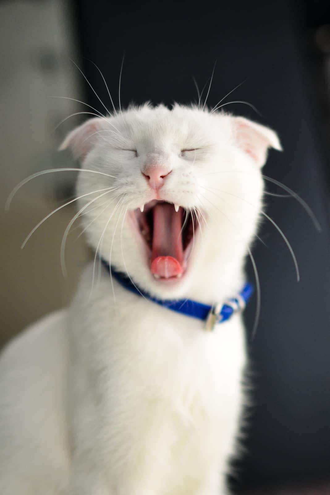 Zrzavá kočka sedí na záchodku a dívá se do fotoaparátu