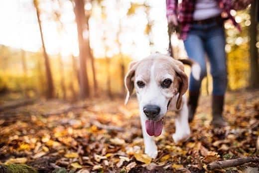 woman-and-beagle-walk-through-autumn-forest-SW Žena vede bígla podzimním lesem.