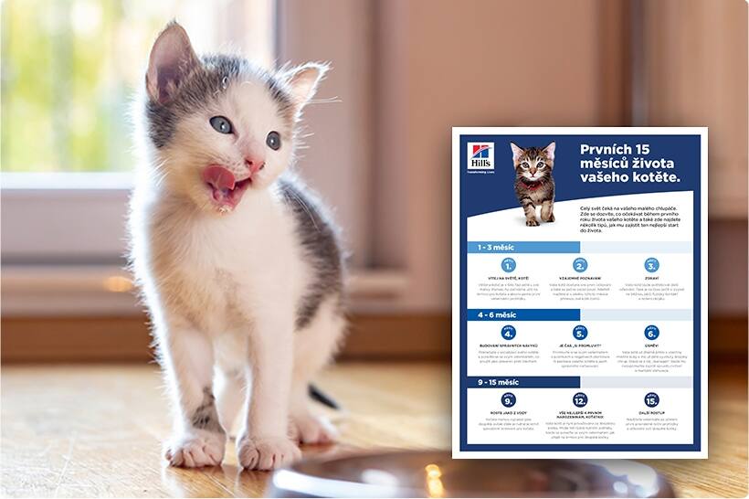 Šedobílé kotě a formulář s informačním průvodcem