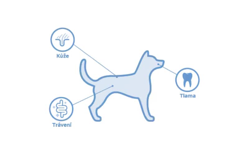 umístění mikrobiomů u psa