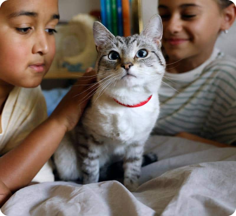 kids petting cat