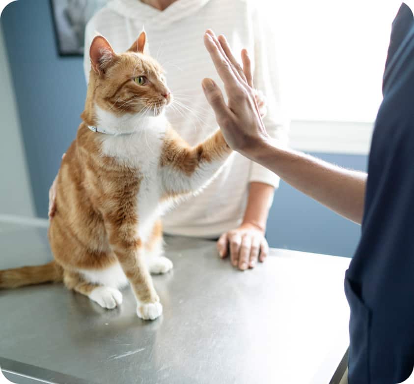 kočka u veterináře