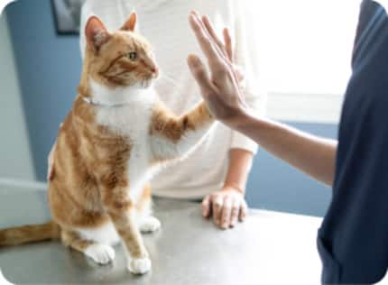 kočka u veterináře