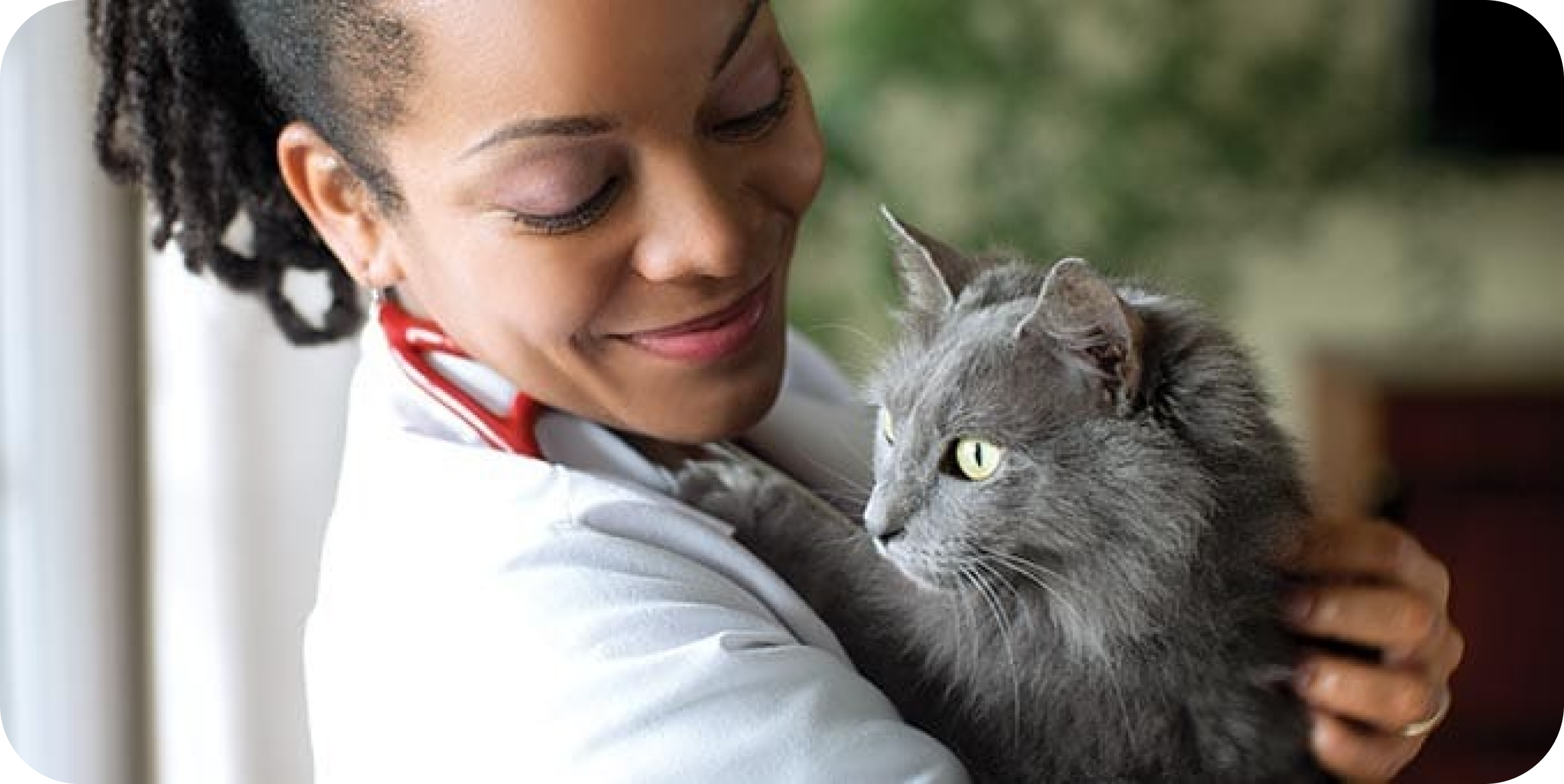 Veterinář drží šedou kočku
